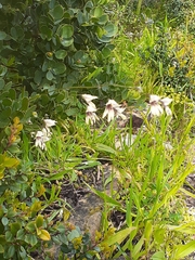 Melasphaerula graminea