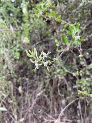 Lonicera subspicata denudata