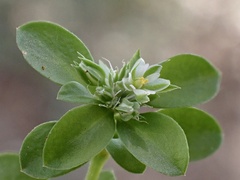 Polycarpon tetraphyllum