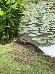 Varanus salvator macromaculatus