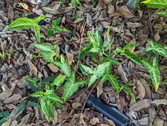 Syngonium