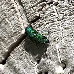 Chrysura