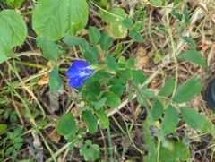 Clitoria ternatea