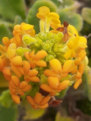Manulea tomentosa