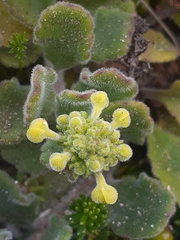 Manulea tomentosa