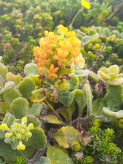 Manulea tomentosa