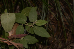 Solanum hapalum