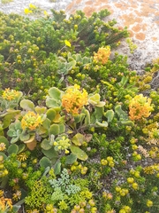 Manulea tomentosa