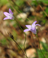 Campanula spatulata