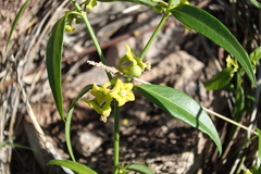 Secamone elliptica