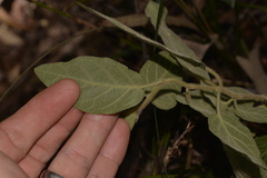 Solanum hapalum