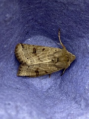 Agrochola lunosa