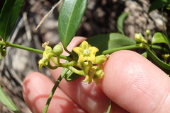 Secamone elliptica