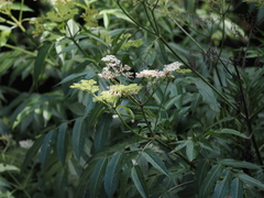 Sambucus javanica