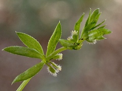 Galium murale