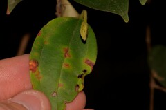 Austropuccinia psidii