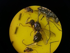 Nemopoda nitidula