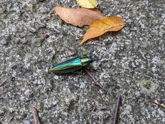 Chrysochroa fulgidissima