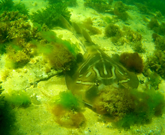 Trygonorrhina dumerilii