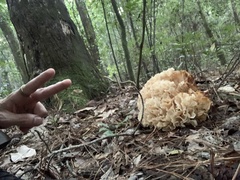 Sparassis spathulata