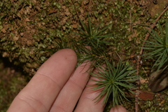 Dawsonia