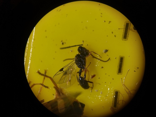 Heloridae
