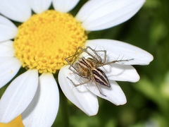 Oxyopes gracilipes