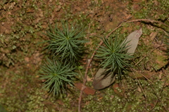 Dawsonia