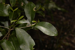 Acronychia oblongifolia