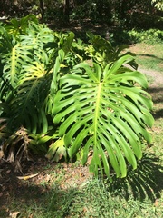 Monstera deliciosa