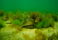 Trygonorrhina dumerilii