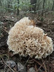 Sparassis spathulata