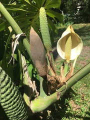 Monstera deliciosa