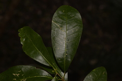 Acronychia oblongifolia