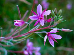 Chamaenerion dodonaei