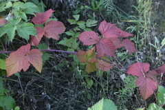 Rubus × idaeoides