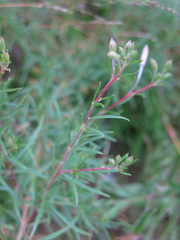 Chamaenerion dodonaei