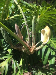 Monstera deliciosa