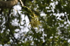 Hylocereeae
