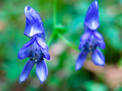 Aconitum variegatum