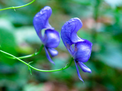 Aconitum variegatum