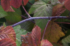 Rubus × idaeoides
