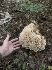 Sparassis spathulata