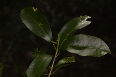 Acronychia oblongifolia
