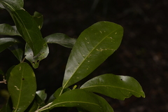 Acronychia oblongifolia