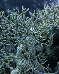 Melithaea rubrinodis