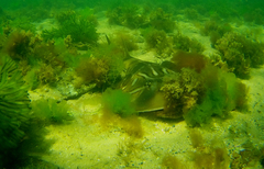 Trygonorrhina dumerilii