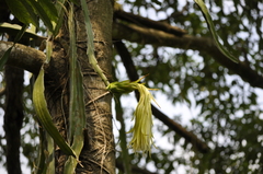 Hylocereeae