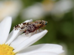 Austrotephritis poenia