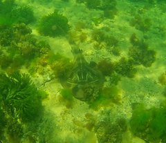 Trygonorrhina dumerilii